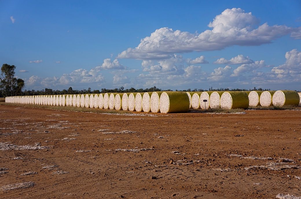 SBS Zipper:Brazil's cotton exports jump 138% to $3,492 mn in